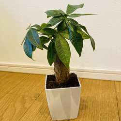 ［現品］【珍しい】10番　奄美姫ソテツ　盆栽造り　約7号　蘇轍　観葉植物　陶器鉢 現品］【珍しい】6番 奄美姫ソテツ 盆栽造り 約7号 蘇轍 観葉