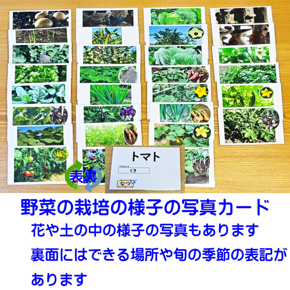 野菜カード　はがきサイズ　30種類 4枚目の画像