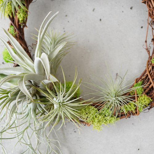 エアープランツのナチュラルリース Mサイズ チランジア ドライモス