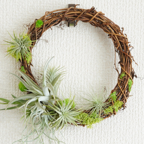 エアープランツのナチュラルリース Mサイズ チランジア ドライモス