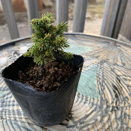 八房蝦夷松【鉢なし】 ☆盆栽☆ガーデニング☆観葉植物☆松 盆栽 Nagao