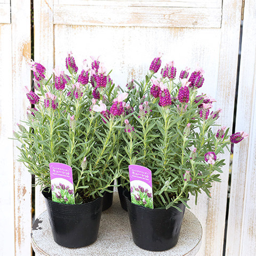 専用　フレンチラベンダー　クレイフラワー 再販）枯れないラベンダー♪✿クレイフラワーNO.R4-3 アート