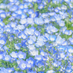 14KGF: Nemophila 和珍珠戒指/尺寸免費 第8張的照片