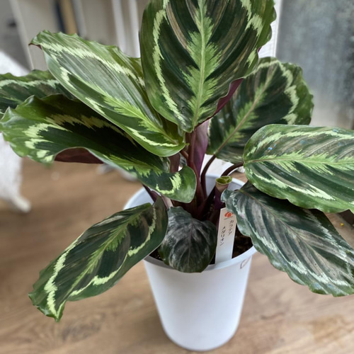観葉植物】カラテア メダリオン 6号 322 送料無料 その他インテリア