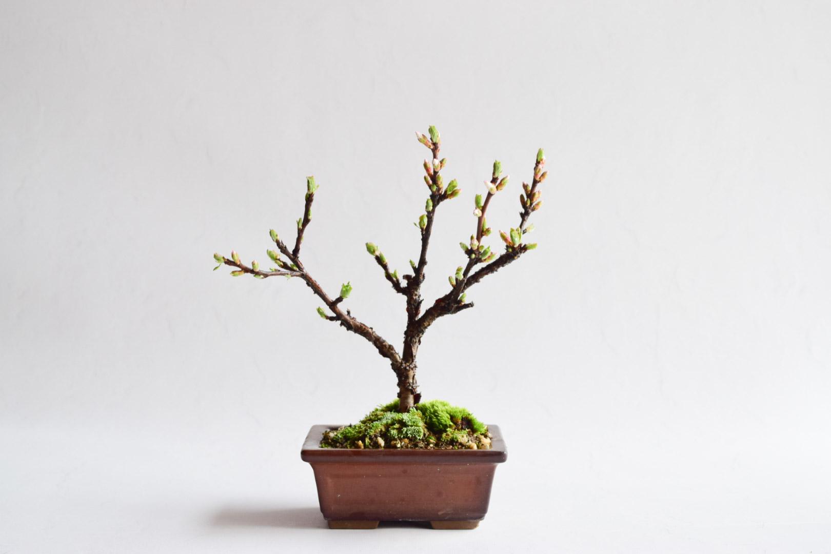 ユスラウメ no.86 盆栽 盆栽やす 通販 13620104｜Creema(クリーマ)