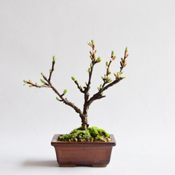 盆栽　ゆすらうめ 38a43cd0d5f5f1bd2a41d9bfcebbea