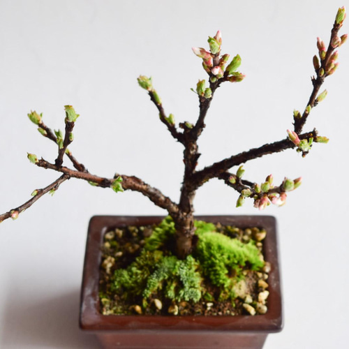 盆栽　ゆすらうめ ゆすら梅 A3040☆ユスラウメ 花物実物 小品盆栽☆「送料無料」浦部陽向園