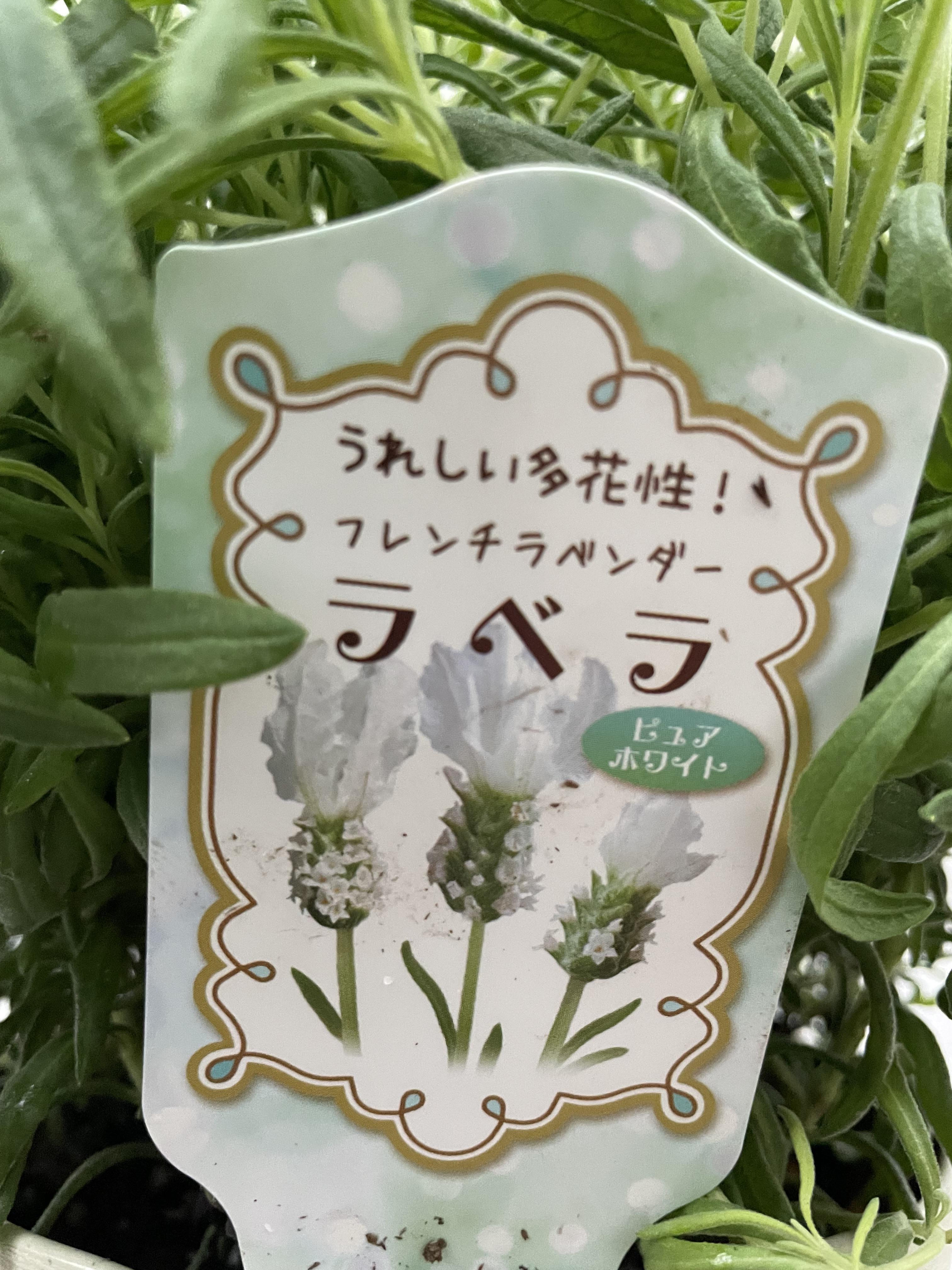 ☘️フレンチラベンダー☘️ラベラ・ピュアホワイト☘️AG20260504