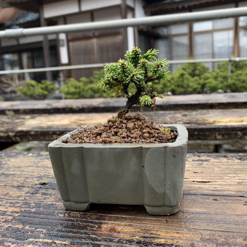 八房蝦夷松 【盆栽 観葉植物】 盆栽 Nagao Katsuhei 通販 13622152