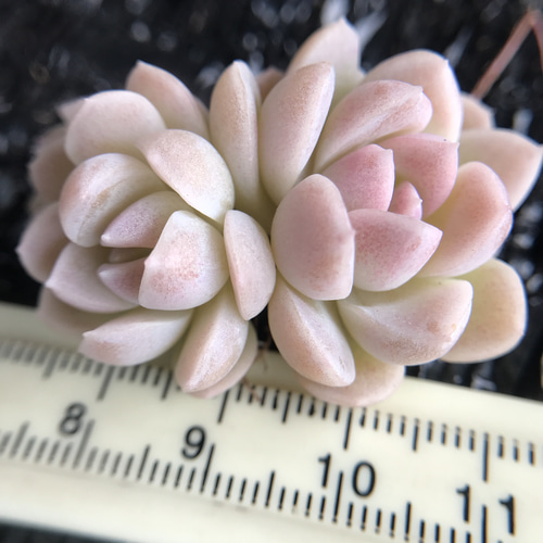 抜き苗❤️生クリーム大福✨✨ 生クリーム大福,エケベリア属,生クリーム大福の通販,生クリーム