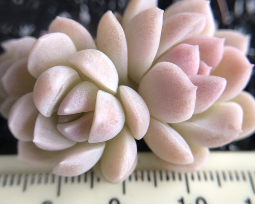 抜き苗❤️生クリーム大福✨✨ 抜き苗❤️生クリーム大福✨✨