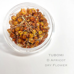 TUBOMI　Dアプリコット　ドライフラワー  かすみ草　蕾　花材 1枚目の画像