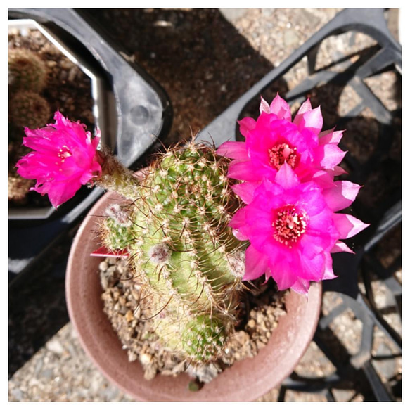 鮮麗丸 ロビビア属 ピンク系 花サボテン 送料無料 多肉植物 サザンサボ