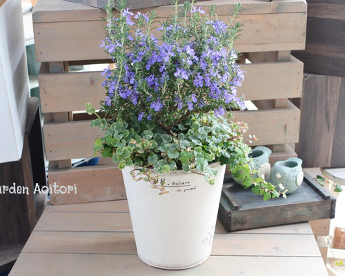 ローズマリー ローズマリーの寄せ植え.｡ その他インテリア雑貨 Garden Aoitori 通販
