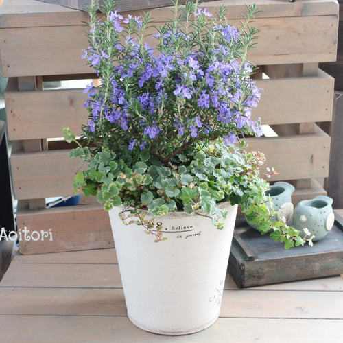 ローズマリーの寄せ植え.｡ その他インテリア雑貨 Garden Aoitori