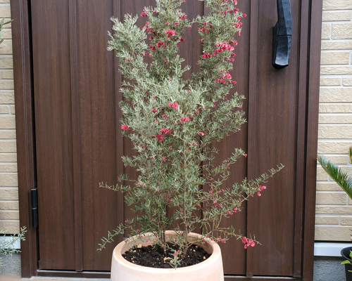 33591a11c7cf8daafa4ccea20dd0dc