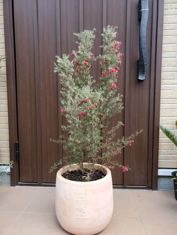 花芽付き　グレビレア　レッドフックス　鉢植え　苗　オージープランツ 花芽付き グレビレア レッドフックス 鉢植え 苗 オージー