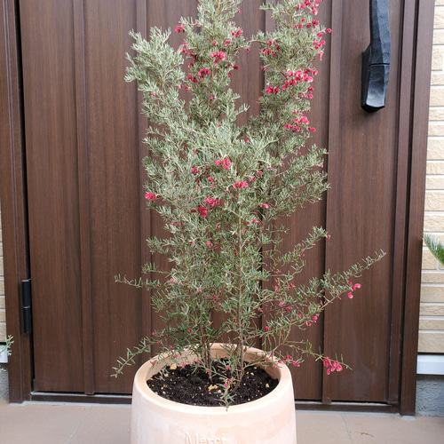 花芽付き　グレビレア　レッドフックス　鉢植え　苗　オージープランツ 花芽付き グレビレア レッドフックス 鉢植え 苗 オージープランツ