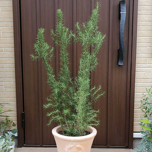 守護と浄化のハーブ∞♡∞ ローズマリー 大型 テラコッタ鉢植え 苗