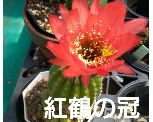 紅鶴の冠 トリコセレウス属 花サボテン 赤花 大輪 送料無料 多肉植物