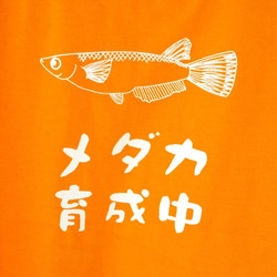 メダカ育成中　Tシャツ 6枚目の画像