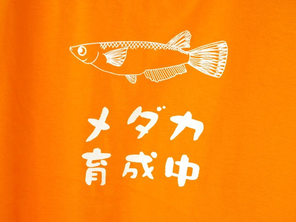メダカ育成中　Tシャツ 6枚目の画像