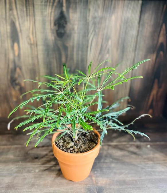 個性的でオシャレな観葉植物アラレア
