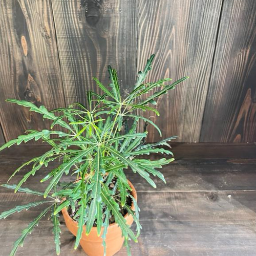 植物 】アラレア 4号 観葉植物/インテリア 多肉植物 Loop.flower
