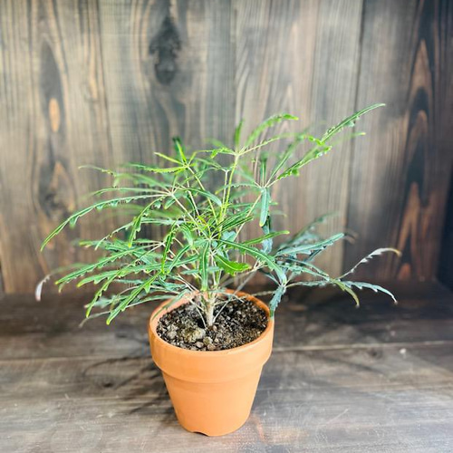 植物 】アラレア 4号 観葉植物/インテリア 多肉植物 Loop.flower 通販