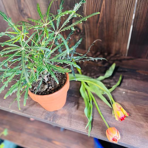 植物 】アラレア 4号 観葉植物/インテリア 多肉植物 Loop.flower