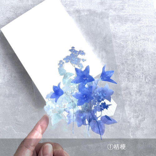 桜・紫陽花追加 / -日記や手帳にもおすすめ-ハガキサイズの透明