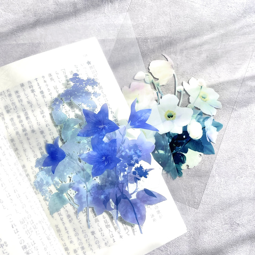 桜・紫陽花追加 / -日記や手帳にもおすすめ-ハガキサイズの透明
