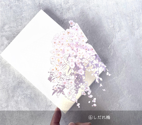 \ 桜・紫陽花追加 / -日記や手帳にもおすすめ-ハガキサイズの透明しおりセット（2枚組）［栞 しおり ブックマーカー］ 11枚目の画像