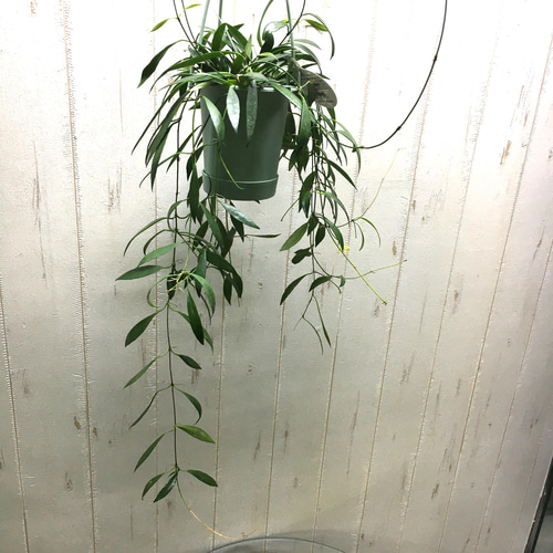 現品 花芽付き ホヤ 3.5号 号吊り鉢 その他インテリア雑貨 PLANTS SHOP