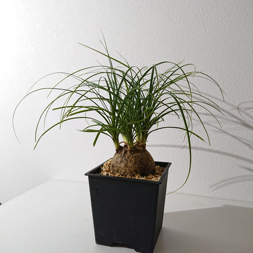 ○数量限定○新作○希少な大株4号 ”ノリナ トックリラン 鉢セット