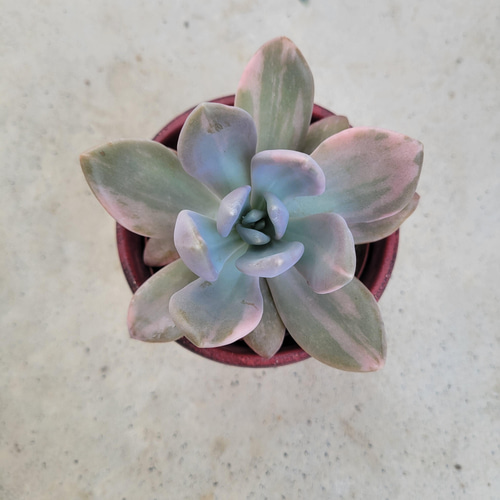 多肉植物❤見返り美人錦❤抜き苗 その他インテリア雑貨 ✰Pan✰ 通販