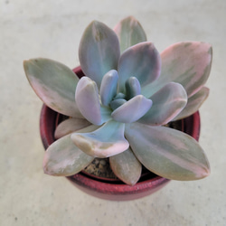 多肉植物　値下げ　紅頬美人錦　抜き苗 cef57e14892cafc7ac2be381f4ec7c