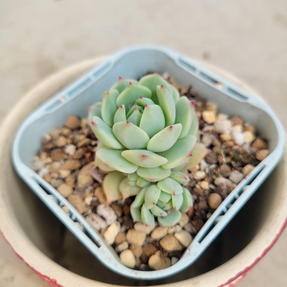 静夜 抜き苗 静夜 抜き苗 - メルカリ