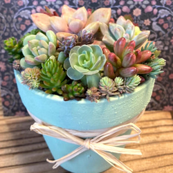 リメイク鉢49☆多肉植物☆寄せ植え☆インテリア 多肉植物】おしゃれ♫リメイク鉢に多肉植物の寄せ植え [高さを出