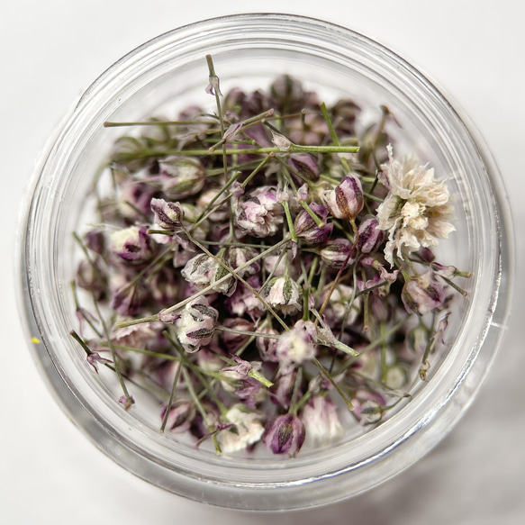 TUBOMI　Aパープル　かすみ草　ドライフラワー  蕾　紫　ムラサキ　花材 2枚目の画像