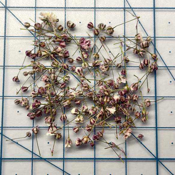 TUBOMI　Aパープル　かすみ草　ドライフラワー  蕾　紫　ムラサキ　花材 3枚目の画像