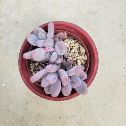 多肉植物❤月美人❤抜き苗 その他インテリア雑貨 ✰Pan✰ 通販 