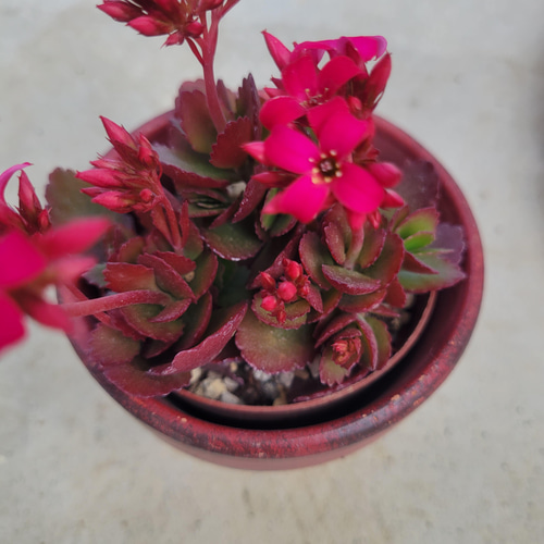 多肉植物❤朱蓮❤抜き苗 その他インテリア雑貨 ✰Pan✰ 通販 13633210