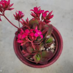 多肉植物❤朱蓮❤抜き苗 その他インテリア雑貨 ✰Pan✰ 通販 13633210
