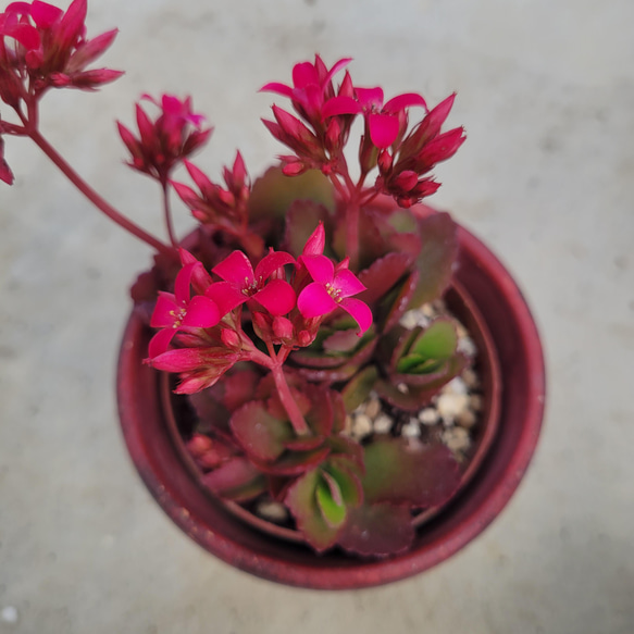 多肉植物 抜き苗 多肉植物抜き苗ミックス | 京都 おむろ YUUKIESGARDEN(ゆうきい