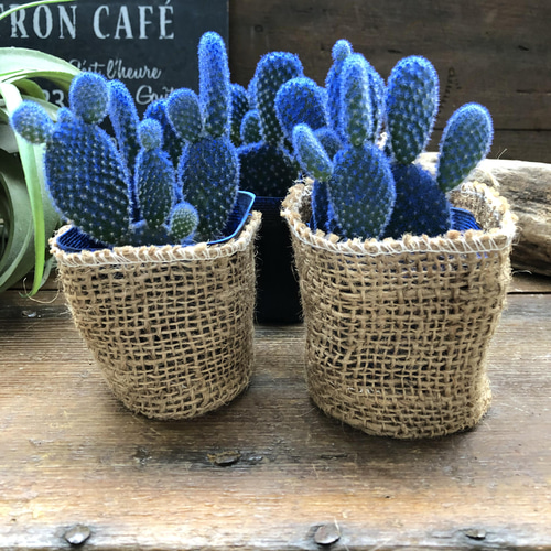 サボテン♡バスケット サボテン♡バスケット