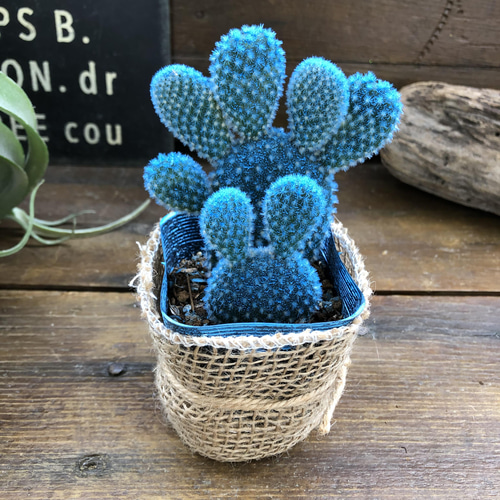 水色バニーカクタス♡ウサギの耳のサボテン♡可愛い アートフラワー