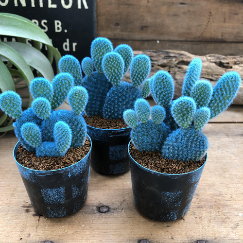 水色バニーカクタス♡ウサギの耳のサボテン♡可愛い アート