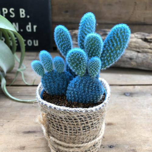 水色バニーカクタス♡ウサギの耳のサボテン♡可愛い アートフラワー