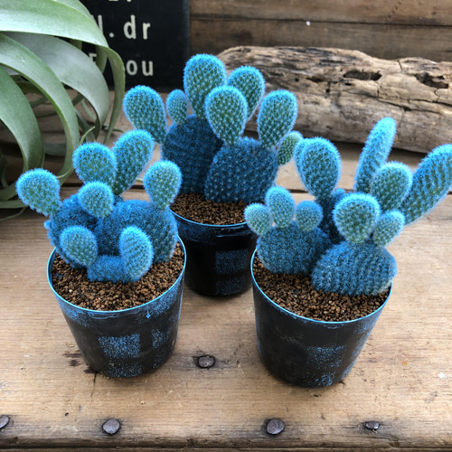 うさぎちゃんの耳 ⭐️バニーカクタス キンエボシ⭐️サボテン 多肉 抜き苗 バニーカクタス』かわいい☆サボテン☆うさぎの耳☆プレゼント